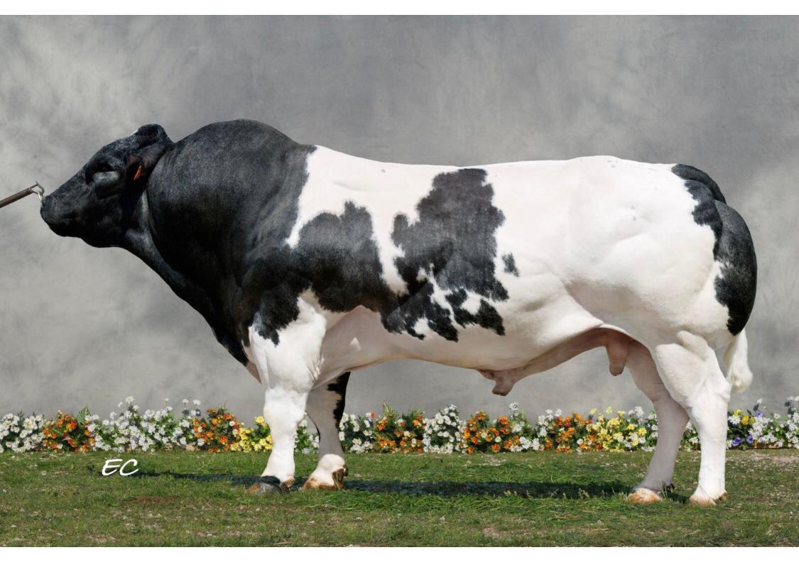 BELGİAN BLUE (ERKEK)