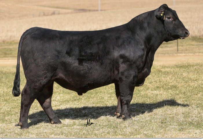 ANGUS (ERKEK)
