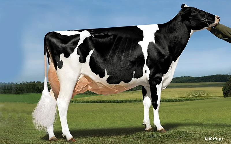 holstein.webp