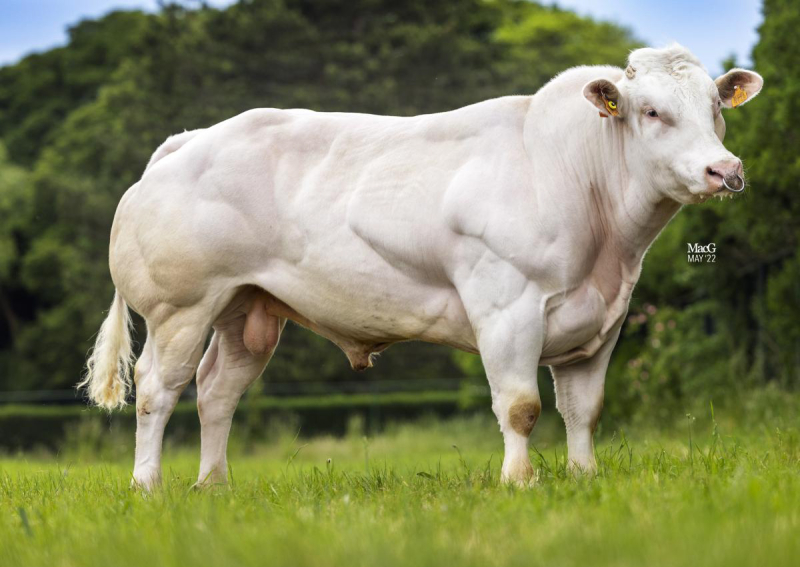 DONVIL VAN HET LINDEVELD